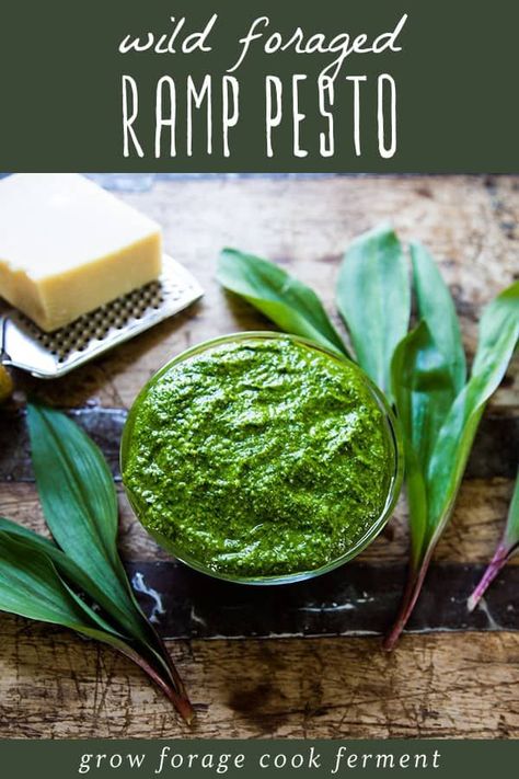 Wild Ramp Pesto Recipe: Spring Foraging for Beginners - If you're foraging for ramps this spring, you may be wondering how to preserve ramps for long term storage and my favorite way to do that is in this easy walnut pesto recipe. This homemade ramp pesto wth walnuts is so simple to make and a lovely way to use wild weds you can eat! wild ramp recipes | foraging wild leeks | spring foraging recipes | wild food foraging | wild leek pesto Leek Pesto, Ramp Recipes, Fresh Pesto Recipe, Foraging For Beginners, Spring Foraging, Wild Leeks, Wild Ramps, Ramp Pesto, Food Foraging