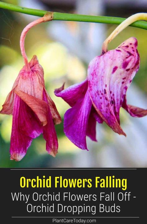 Orchids are dazzling flowering plants that bloom profusely under optimal conditions. Learn why your orchid flowers are falling off and what to do. What To Do When Orchid Flowers Fall Off, Caring For Orchids After Blooming, Indoor Orchid Care, Ground Orchids, Repotting Orchids, Gardening Products, Indoor Orchids, Orchid Plant Care, Blooming Orchid