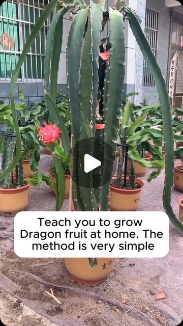 Home Gardening on Instagram: "grow dragon fruit at home #gardening #garden #gardeningtips #gardenlife #gardeninspiration #gardenideas #gardenlove #gardendesign #gardenersofinstagram #gardenersworld #garden_styles #gardenphotography #gardenlovers #gardenerslife #gardenart #gardenbeauty #gardensofinstagram #gardenplants #gardenviews #gardenersparadise #gardenista #gardeningcommunity #gardenloversclub #gardenaddict #gardeners #gardenerslife" How To Grow Dragon Fruit In Pots, Dragon Fruit Garden, Grow Dragon Fruit, How To Grow Dragon Fruit, Dragon Fruit Cactus, Dragon Fruit Plant, Fruit Picker, Home Gardening, Fruit Garden