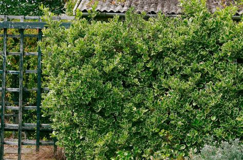 Variegated Euonymus on lattice Living Privacy Fences, Fast Growing Privacy Shrubs, Privacy Shrubs, Euonymus Fortunei, Emerald Green Arborvitae, Shrubs For Privacy, Monterey Cypress, Leyland Cypress, Box Wood Shrub