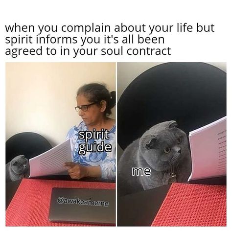 144 Likes, 13 Comments - awake-a-meme (@awakeameme) on Instagram: “Me: s'pose there's no point in me complaining about anything right now huh⠀ ±⠀ Higher me: None…” Funny Spiritual Memes, Soul Contract, Angel Guide, Serious Quotes, Spirit Guide, Spiritual Messages, Spiritual Wisdom, Spirit Guides, Best Memes