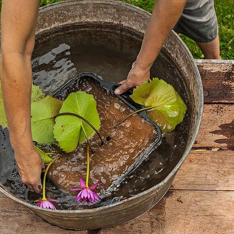 Terrace Backyard, Container Pond, Small Water Gardens, Container Water Gardens, Bog Plants, Aquatic Garden, Diy Pond, Water Container, Floating Plants