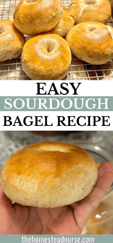 EASY Sourdough Discard Bagel ( Sourdough Starter Recipe) - The Homestead Nurse Sourdough Discard Bagel Recipe, Plain Sourdough Bagels, Sourdough Discard Beagles, Sourdough Discard Bagels No Yeast, Easy Sourdough Bagel Recipe, Fed Sourdough Starter Recipes, Easy Sourdough Bagels, Sourdough Bagels Discard, Sourdough Discard Bagels Recipe