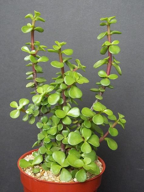 32 Types of Jade Plants | Best Jade Varieties | Balcony Garden Web Jade Plant Care, Elephant Bush, 8 House, Jade Bonsai, Gardening Indoors, Jade Tree, Green Elephant, Succulent Cuttings, Plant Problems