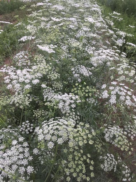 False Queen Annes Lace, Queen Anne's Lace Wallpaper, Queen Anne’s Lace Painting, Thistle Plant, Queen Anne’s Lace Arrangement, Spring Crops, Flower Identification, Queen Anne's Lace Flowers, Queen Anne's Lace