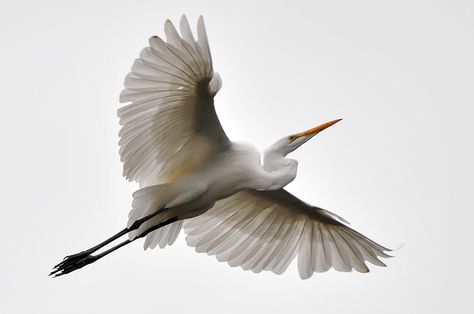 Flying Egret, Egret Flying, Flying Drawing, Colorful Bird Tattoos, Funny Bird Pictures, Drawing Sky, Fly Drawing, Great Egret, Bird In Flight