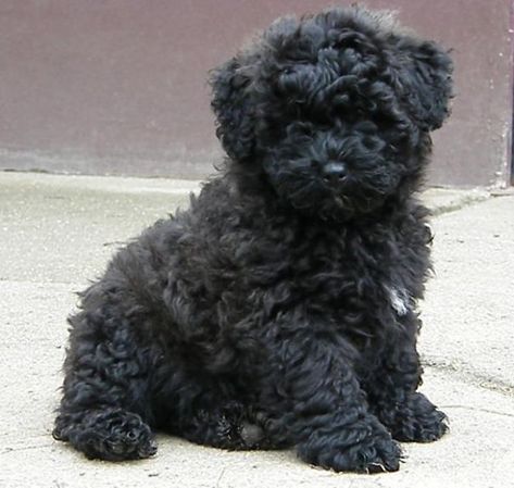 Puli Puppy Pumi Dog, Puli Dog, Hungarian Dog, Chubby Puppies, Bear Dog, Herding Dogs, Purebred Dogs, Poodle Puppy, Doberman