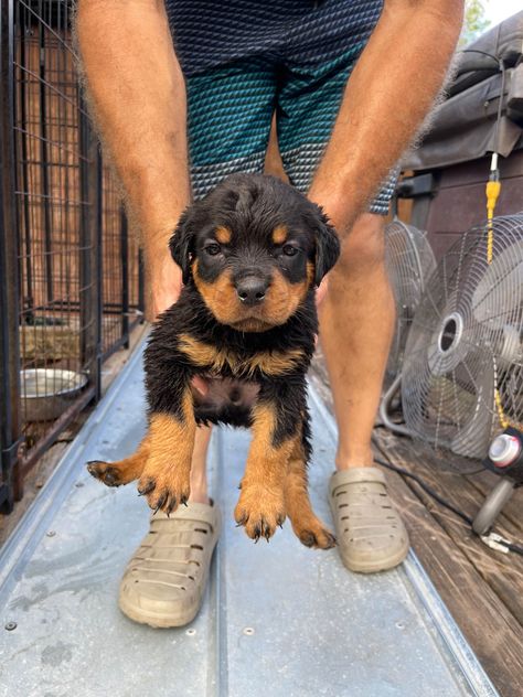 Rottweiler Puppies For Sale - AKC PuppyFinder Rottweiler Puppies For Sale Near Me, Rotwilers Puppys, German Rottweiler Puppies, German Rottweiler, Rottweiler Puppies For Sale, Puppies Near Me, Document Sign, Rottweiler Puppies, Puppies For Sale