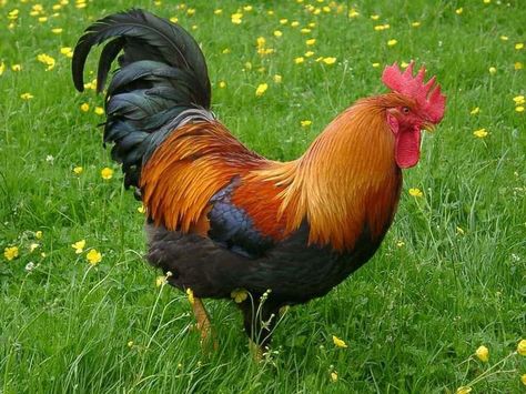 The 15 Best Types of Roosters for Your Flock Welsummer Eggs, Welsummer Rooster, Welsummer Chicken, Types Of Roosters, Australorp Chicken, Rooster Breeds, Chicken Farming, Backyard Chicken Farming, Beautiful Chickens