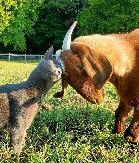 Animalia Kingdom, Country Cowgirl, Animals Friendship, Cat Pose, Pretty Animals, Sweet Animals, Peacocks, Nature Animals, Cute Little Animals