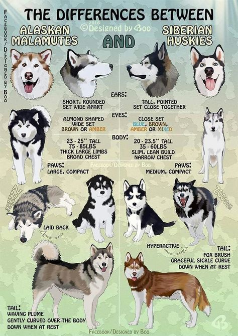 Huskie vs Malamute. MALAMUTES !!! Husky Facts, Alaskan Malamute Puppies, Malamute Husky, Husky Breeds, Malamute Puppies, Alaskan Husky, Husky Lover, Siberian Husky Dog, 강아지 그림