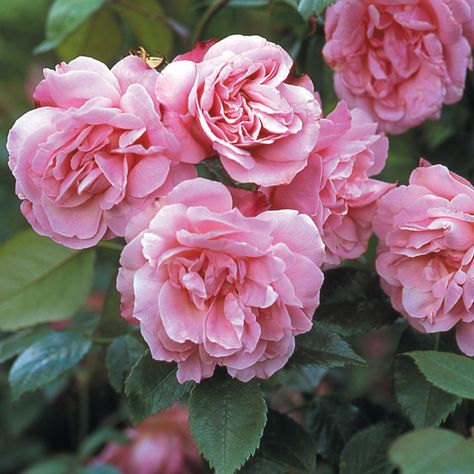 rosa chinensis 'Old Bush China' Summer Border, Old Rose Color, Rooting Roses, Rose Foto, Rose Delivery, Rose Care, Heirloom Roses, China Rose, Shrub Roses