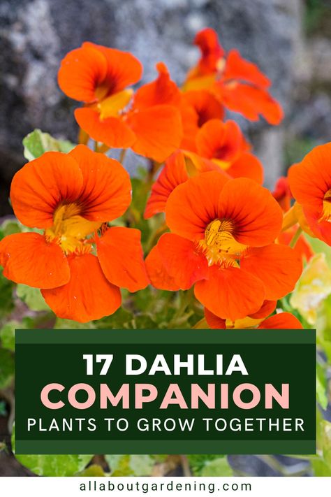 There are a number of different plant options for dahilas, depending on your garden goals. In this article, our certified master gardener looks at her favorite plants to companion plant with dahlias. Come take a look! What To Plant With Dahlias, Dahlia Companion Plants, Dahlias In Containers, Grow Dahlias In Pots, Herb Companion Planting, Dalia Flower, Dahlia Care, Planting Dahlias, Garden Companion Planting