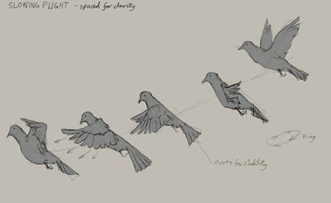 pigeon fly Pigeon Anatomy Drawing, Pigeon Flying, Pigeon Flying Drawing, Pigeon Cartoon Drawing, High Flying Pigeons, Pigeon In Flight, Fly Drawing, Birds Flying, Pigeon