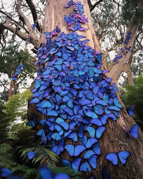 Pictures Worth More Than 1000 Words (24 images) - I Can Has Cheezburger? Morpho Azul, Greta Oto, Butterfly Tree, Blue Morpho Butterfly, Morpho Butterfly, Blue Morpho, Largest Butterfly, Butterfly Pictures, Blue Butterfly