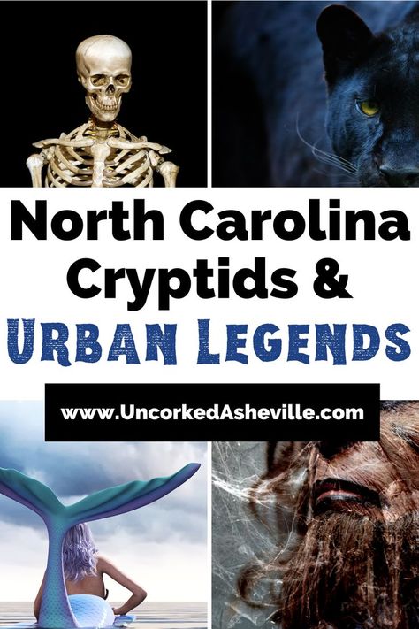 North Carolina Urban Legends Monsters Ghosts Pinterest Pin with image of skeleton, black panther, purple and blue hued mermaid, and werewolf beast like creature with brown fur Ashville North Carolina, North Carolina Attractions, Mythical Monsters, North Carolina Travel, Beautiful Mermaids, Urban Legends, Folk Tales, Asheville, Trip Planning