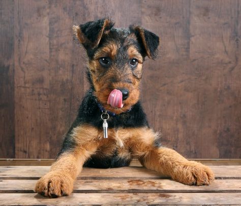 Airedale Puppy, Airedale Terrier Puppies, Rehome Dog, Cat City, Best Puppies, Pet Boutique, Purebred Dogs, Terrier Puppies, Terrier Puppy