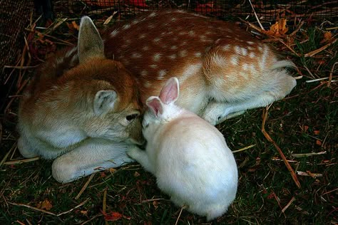 Taking a Nap | Flickr - Photo Sharing! Bambi And Thumper, Mia 3, Cute Critters, Oh Deer, Animal Friends, Sweet Animals, Animal Love, The Grass, Love Animals