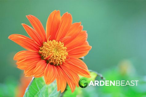 Mexican Sunflower Guide: How to Grow & Care for “Tithonia Rotundifolia” Tithonia Rotundifolia, Mammoth Sunflower, Sunflower Plant, Mexican Sunflower, Florida Plants, Planting Sunflowers, Attracting Beneficial Insects, Hardy Perennials, Plant Needs