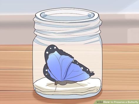 3 Ways to Preserve a Butterfly - wikiHow Preserving Butterflies, Butterfly Preservation, Dead Butterfly, Butterfly Taxidermy, Vulture Culture, Diy Butterfly, Clear Epoxy Resin, Largest Butterfly, Small Case