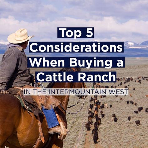 Top 5 Considerations When Buying a Cattle Ranch in the Intermountain West • Mirr Ranch Group Forgotten Skills, Starting A Farm, Cattle Ranch, Staffordshire Bull Terriers, Blue Heeler Dogs, Shih Tzu Funny, Ranches For Sale, Bureau Of Land Management, Cattle Ranching