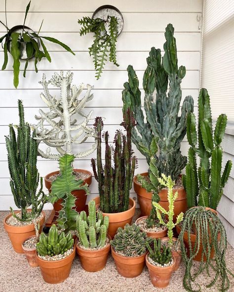 Euphorbia Cactus, Cactus Garden Design, Euphorbia Plant, Cactus Garden Landscaping, Cacti Garden, Plant Display Ideas, Cactus House Plants, Rusty Garden, Large Indoor Plants