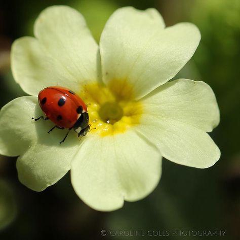 Tattoo Ladybug, Ladybug Images, Ladybug On Flower, Ladybug Photography, Drawing Ladybug, Blue Ladybug, Sketches Nature, Ladybug Drawing, Ladybug Decor