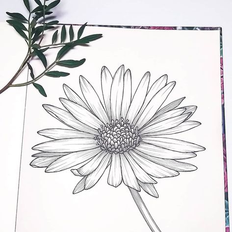 Victoria Dennis on Instagram: “Aster ink drawing . . . . . . #allthingsbotanical #inkillustration #artistsoninstagram #natureinspiredart #creating_boldly…” Aster Flower Drawing, Aster Drawing, Flower Tattoo Black And White, Flower Tattoo Black, Aster Flower Tattoo, Aster Tattoo, Aster Flower Tattoos, Wreath Tattoo, Flower Reference