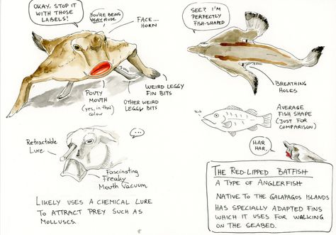 Red Lipped Batfish, Drawing And Colouring, Winsor And Newton, Winsor And Newton Watercolor, Angler Fish, Unusual Animals, Galapagos Islands, Watercolour Paper, Fish Shapes