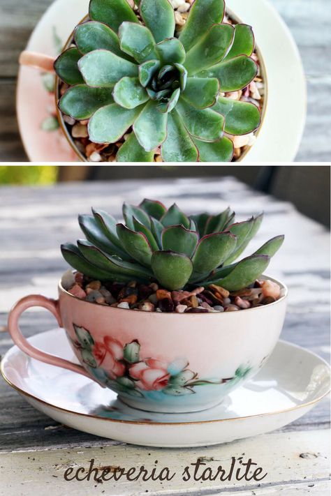 Tea Cup Decorations, Tea Cup Planter, Tea Cups Diy, Funny Tea Cups, Outdoor Bridal Showers, Tea Cup Art, Diy Tea, Teacup Gardens, Teacup Crafts