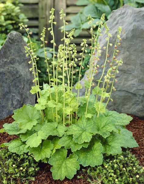 Black Adder, June Flower, Cup Plant, Shade Tolerant Plants, Summer Flowering Bulbs, British Flowers, Spring Flowering Bulbs, Office Plants, Herbaceous Perennials