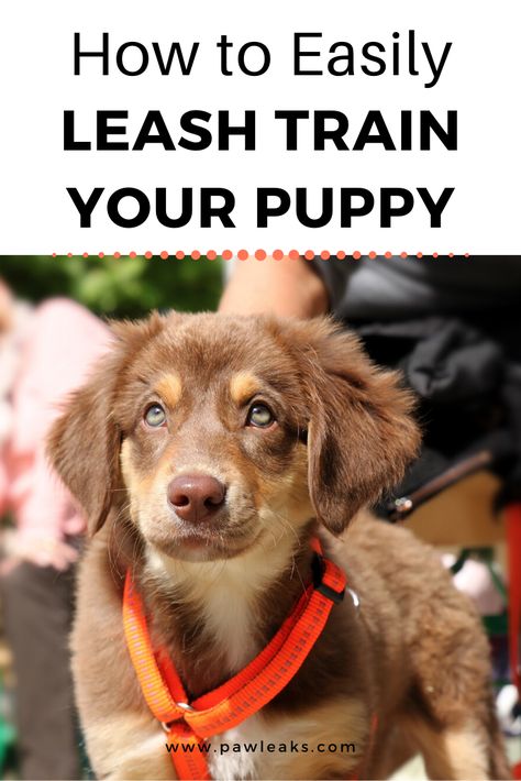 How To Train A Puppy To Walk On A Leash, How To Leash Train A Puppy, Puppy Leash Training, Baby Frenchie, Leash Training Puppy, Puppy Essentials, Corgi Breeds, Training A Puppy, Train Your Puppy