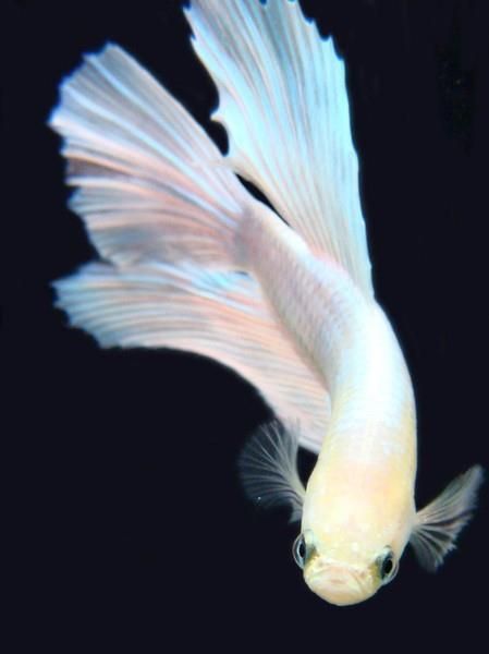 White Koi Fish Pretty Fish, Underwater Animals, Cool Fish, Koi Fish Pond, Ocean Fishing, White Fish, Angel Fish, Beautiful Fish, Fish Design