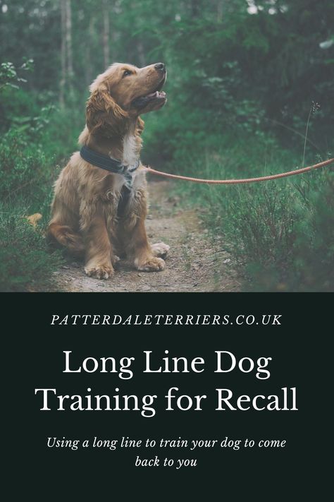 Patterdale Terrier, Dog Line, Training Schedule, Dog Lead, Training Your Dog, Dog Training, Fur Babies, Dog Breeds, Train