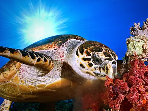 Turtle Eating, Sea Turtle Facts, Hawksbill Turtle, Turtle Facts, Sea Turtle Pictures, Baby Sea Turtles, Ocean Turtle, Reptiles And Amphibians, Sea Turtles