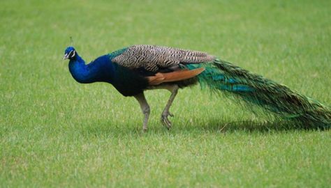 Peacock image by Charles Jacques from Fotolia.com Peacock Farming, Peacock Raising, Peacock Care, Raising Peafowl, Raising Peacocks, Pet Peacock, Pea Fowl, Nature Aesthetic Wallpaper, Female Peacock