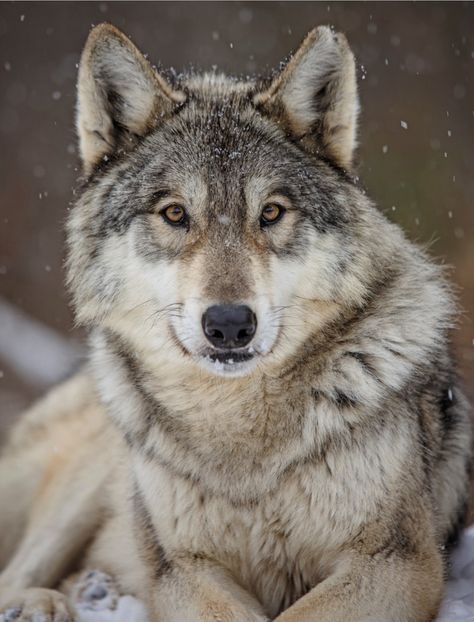 Beautiful Wolf World, Wolf Husky, Wolf Photography, Wolf Photos, Wolf Love, Wild Wolf, Wolf Pictures, Wolf Spirit, Beautiful Wolves