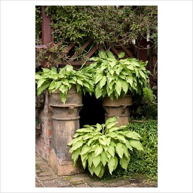 GAP Photos - Garden & Plant Picture Library - Hosta fortunei in various pots including reclaimed chimney pots on brick patio. Clematis montana 'Rubra' on trellis and Vinca minor as ground cover. Saxon Road, Lancashire. The garden is open for The National Garden Scheme - GAP Photos - Specialising in horticultural photography Old Chimney Pots Ideas, Chimney Pot Planter Ideas Gardens, Plants In Chimney Pots, Chimney Pot Planter Ideas, Potted Hostas, Chimney Pot Planter, Stacked Pots, Chimney Pots, Roman Garden