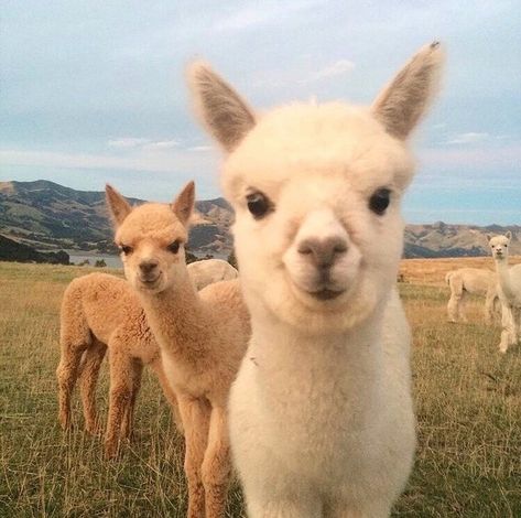 Lama Animal, Wild Animals Photography, Cute Alpaca, Pretty Animals, Cute Wild Animals, Baby Alpaca, Happy Valentines, Funny Animal Pictures, 귀여운 동물