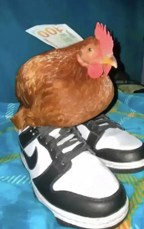 Chicken Wearing Shoes, Chicken Reaction Pic, Chicken With Shoes, Cursed Phone Wallpaper, Fried Chicken Wallpaper, Funny Animal Pfp, Chicken Pfp, Shoes Pfp, Goofy Shoes