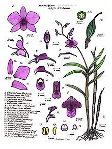 Vappodes phalaenopsis - Wikipedia, the free encyclopedia Flower Anatomy, Plant Sketches, Australian Flowers, Dendrobium Orchids, Parts Of A Flower, Phalaenopsis Orchid, Flower Therapy, Orchid Plants, Scientific Illustration