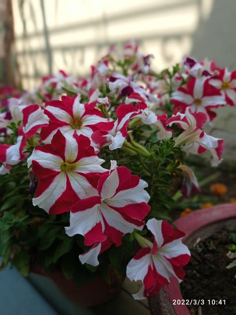 Petunia Single  Red & White Flower Petunia Plant, Petunia Flower, Plant Varieties, King Of Hearts, Rose Bush, Small Garden Design, Back Garden, Petunias, Small Garden