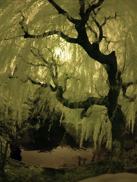 Weeping Willow Tree, Weeping Willow, Arte Inspo, Willow Tree, Pine Trees, Nature Aesthetic, Pretty Places, Japanese Garden, Green Aesthetic