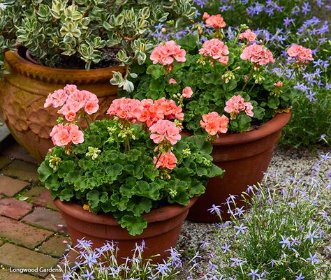 Zonal Geraniums, Heat Tolerant Flowers, Best Plants For Shade, Geraniums Garden, Basket Arrangement, Cranesbill Geranium, Hari Om, Small Watering Can, Lenten Rose