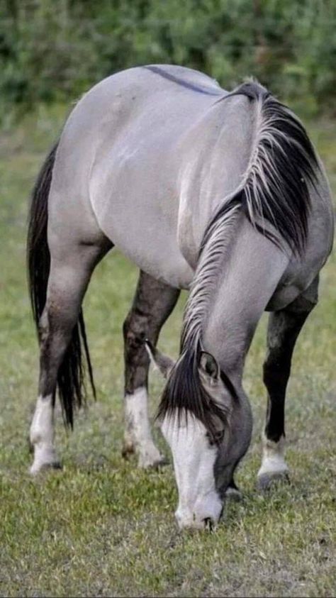 Mountain Horse, Rare Horses, Cute Horse Pictures, Beautiful Horse Pictures, Palomino Horse, Horse Aesthetic, Most Beautiful Horses, Most Beautiful Animals, Majestic Horse