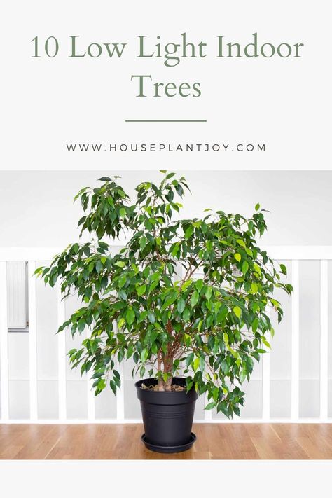 Transform your home into a lush oasis with our top 10 low-light indoor trees! 🌳 Discover how these plants thrive in limited natural light, bringing vibrancy and freshness to any space. Dive into our blog post for a touch of the tropics, even in the darkest corners of your home. #IndoorTrees #LowLightPlants #HomeDecor Indoor Trees Low Light, Indoor Tree Plants, Best Indoor Trees, Indoor Plants Low Light, Shadow Plants, Low Light Indoor Plants, Indoor Tree, Indoor Trees, Low Light Plants