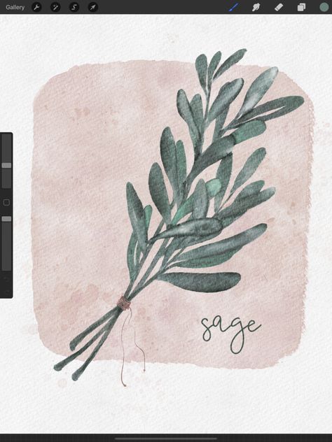 How to Paint Watercolor in Procreate - Herbs Series: Sage — wooly pronto Sage Brush Drawing, Sage Watercolor Paintings, Sage Painting, Procreate References, Sage Botanical Illustration, Herbs Watercolor Paintings, Sage Watercolor, Green Plant Watercolor, Sage Brush