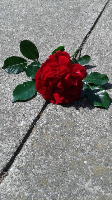 Rose Growing From Concrete Tattoo, Rose Through Concrete Tattoo, Rose From The Concrete, Rose In Concrete, Concrete Rose, Nature View, Growing Roses, Mother Nature, Plants