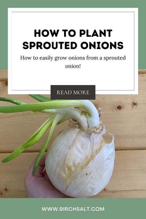 Sprouted Onions, Onion Planting, Onion Garden, Onion Sprouts, Regrow Vegetables, Frugal Gardening, Growing Onions, Vegetable Garden Tips, Planting Onions