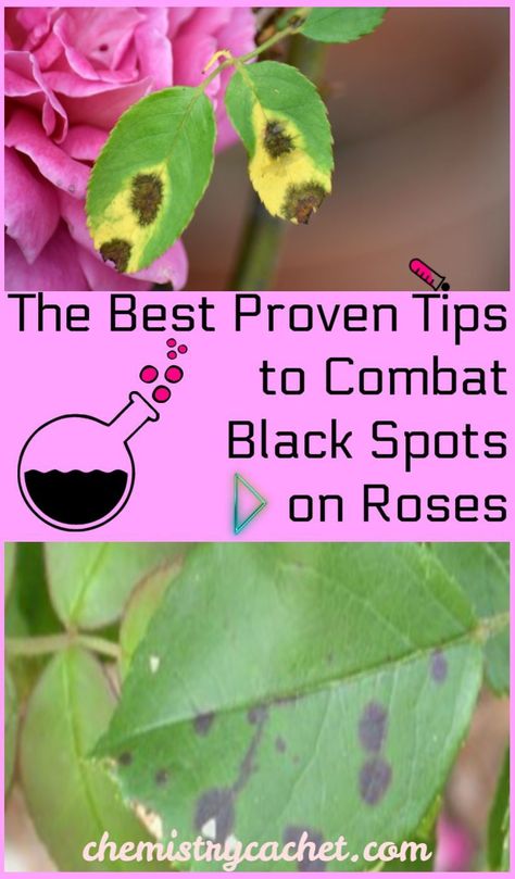 Are you dealing with black spots on your roses? Or other rose disease issues? We have the easiest tips to combat the black spots plus a homemade fungicide spray you can use. These tips also work for powdery mildew on roses. These treatments will keep your plant healthy and thriving. Get the article on Chemistry Cachet! #roses #blackspots Black Spots On Roses, Caring For Roses, Roses Garden Care, Rose Diseases, Black Spot On Roses, Rose Growing, Rose Plant Care, Rose Fertilizer, Pruning Roses